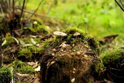  Natur ist cool.....besonders im bunten Herbst (1)