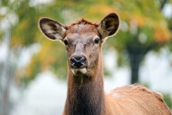 Tierpark Sababurg mit Futtertour
