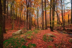 Ein Tag im Wald