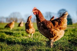 Rund ums Huhn - ein Tag auf dem Hubertushof