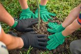 Kleiner F&ouml;rsterwald - 100 Wurzeln f&uuml;r die Zukunft