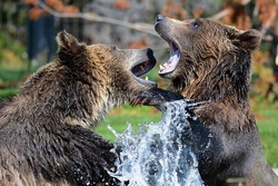 Herbstabenteuer im Wildpark Tierpark Weilburg 