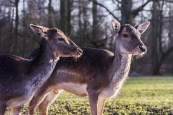 Ausflug in das Wisentgehege &mdash; Tiere hautnah erleben!