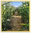 Mais-Labyrinth in Herold