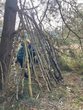   Unser Wald und seine Kultur (2)