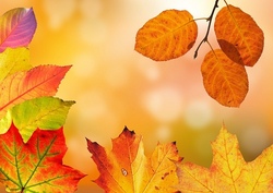 Kids Action im Herbst