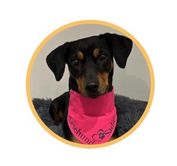 Vorlesehund