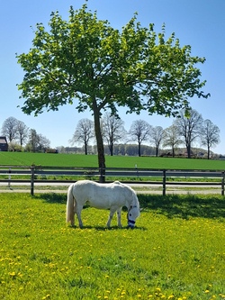 Voltigieren und Reiten - Spiele am, auf und mit dem Pferd -1- sowie Dolly Jumper Training (E-Horse)