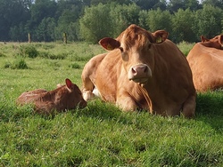 NATUR IN LADBERGEN