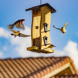 Wir helfen unseren gefiederten Freunden im Winter