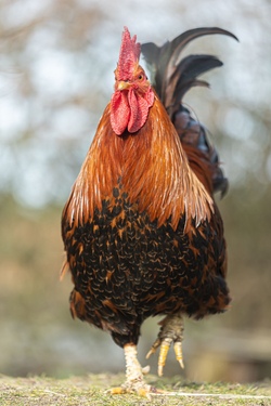 Ein Vormittag mit Tieren