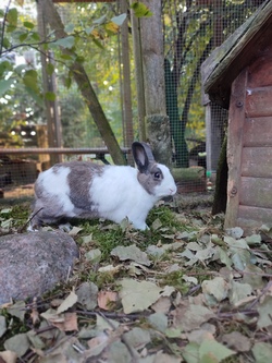 Ein Nachmittag mit Tieren