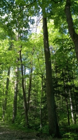 Wald erleben – Natur verstehen