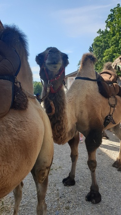 Kamelhof Grub: Kamelreiten im Mangfalltal