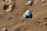 Tierspuren-Detektive (1)