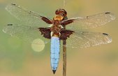 Insekten-Safari