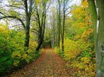 Waldrallye mit Waldquiz und Walderlebnis (Alter 5 bis 8 Jahre)