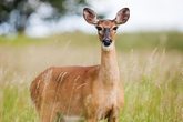 Wild, Wald, Natur