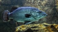 Kinderfischen am Naturgew&auml;sser Vorsee