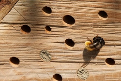 AUSGEBUCHT: Eigenes Insektenhotel bauen - im Wald