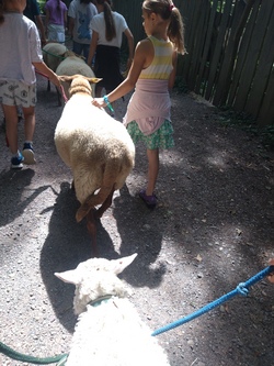 Sommer 2. Ferienwoche / Schaf- und Ziegengruppe - Anmeldung ab 13. April 26 (18:00 Uhr)