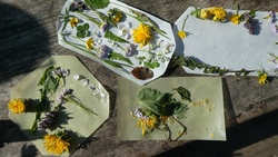 Sommer 6. Ferienwoche / Waldprogramm  - Anmeldung ab 13. April 26 (18:00 Uhr) 