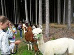 Spazieren gehen  mit Alpakas