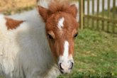 Ponyprogramm mit Bastelaktion