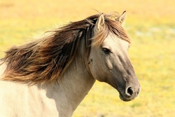 Pimp my horse