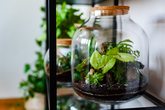 Der Garten in der Flasche