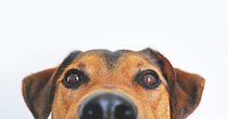 Supernase Hund