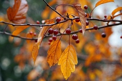 Herbstabenteuer