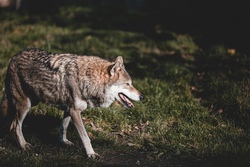 Wildpark Alte Fasanerie